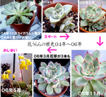 花うららの紆余曲折
