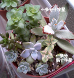 紅葉前
