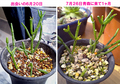 私のsalたん、6〜7月