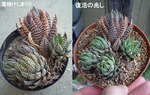 名無し硬ハオ 焼け〜緑