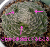 これから出るっぽい