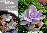 ちびパールの生長