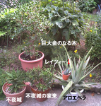 アロエ集合
