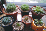 室内組の植替え