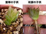 独立お子様達
