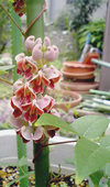 アピオスの花