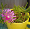 マツバギクの花