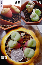初代豆コノ