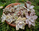 暴れ用寄せ植え