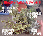 土曜日の収穫