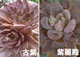 微妙な時期の花芽達
