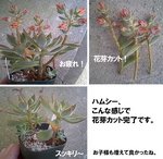 ハムシーやっと切りました