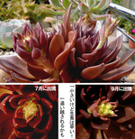古紫途中記録