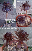 チビ達