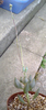 白寿楽開花