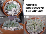 綴化の歴史はまた閉じる