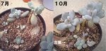 星美人畑あれから