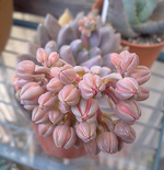 紫麗殿まだ?まだ?