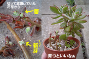 ハムシー頑張るぜ!!