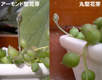 花芽一応2種
