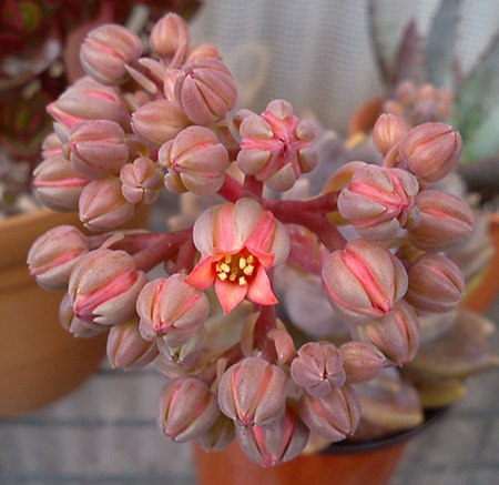 紫麗殿開花