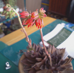 ニョロニョロ