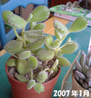悪い熊