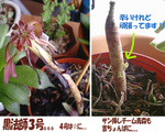 黒法師&サン挿しチーム青森