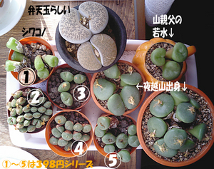 玉型メセン集合
