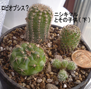 サボバイキング寄せ植え