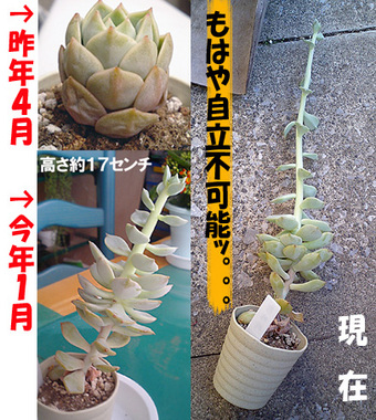 白牡丹、無残