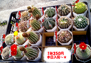 サボ売ってます