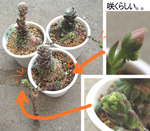 巻絹、咲くんだってさ。