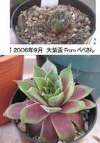 大紫盃の生長
