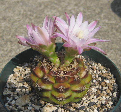 麗蛇丸ダブル開花〜