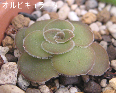 オルビキュラータ