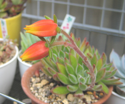 紅輝炎開花!
