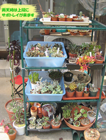 ビニール小屋