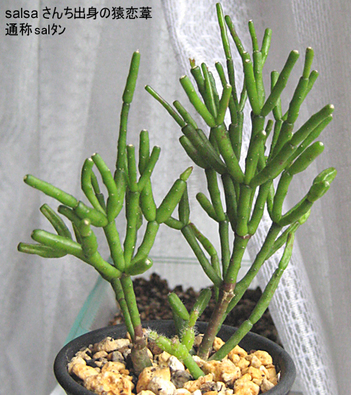 salタンすこぶる元気!