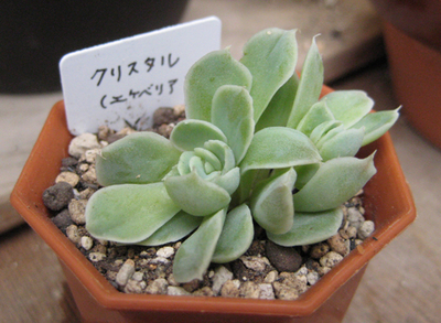 2007年6月クリスタル