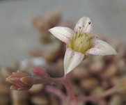 多分たまたま4枚花