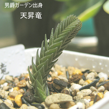 天昇竜
