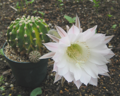プシスは花がいいね!