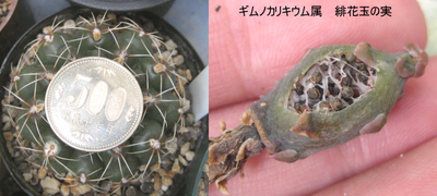 緋花玉の実