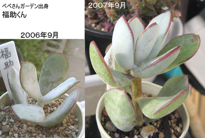 福助さん