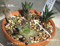 ハオ養生中