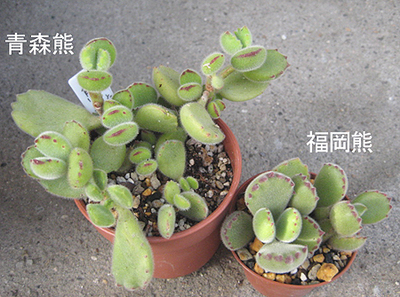 南北熊