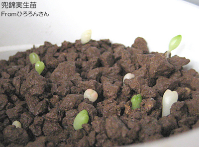 兜錦実生苗