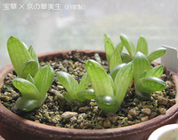 自家製ハオ。春蒔き軍団