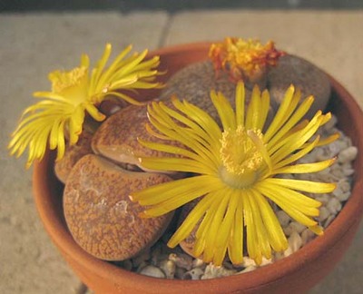 新リト開花